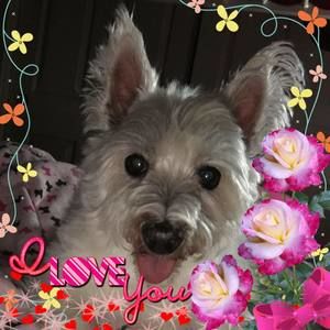 Meet your Posher, Cheryll